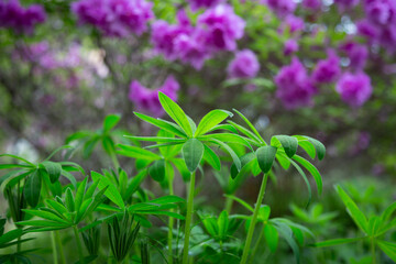 Obraz premium 庭の草, 緑の葉, 葉, 自然