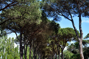 Obraz premium Magical places and hills of Tuscany 