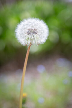 731 Best 綿帽子 Images Stock Photos Vectors Adobe Stock