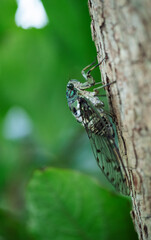 柿の木にとまるミンミンゼミ2