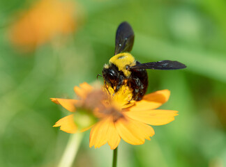 キバナコスモスの蜜を集めるクマバチ4