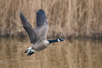 Eine Kanadagans im Tiefflug