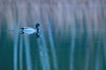 Ein Stockentenerpel in der blauen Stunde