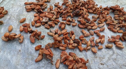 drying of cacao bean