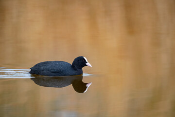 Bleßhuhn am frühen Morgen