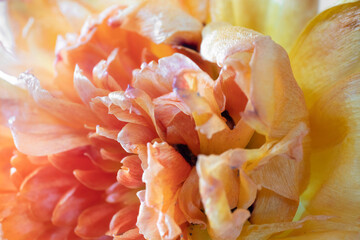 Macro photo of an orange yellow peony tulip flower petals. Botanical background. Shallow depth of field