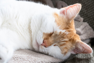 Red and white cat sleeps comfortably on its side on a blanket. Soothing