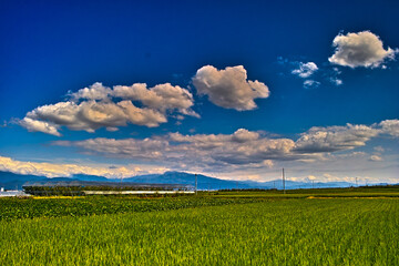 稲穂と青空（山形）
