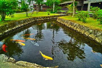 鯉が泳ぐ川（山形県金山町）

