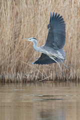Ein Graureiher beim Landeanflug am Schilfgürtel