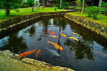 鯉が泳ぐ川（山形県金山町）

