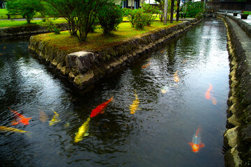 鯉が泳ぐ川（山形県金山町）

