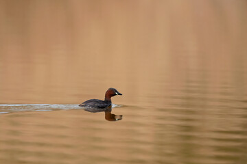 Zwergtaucher in Spiegelung