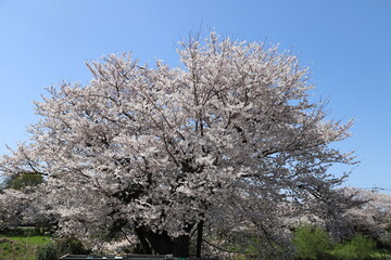 Naklejka premium 春の公園に咲くソメイヨシノのサクラの花