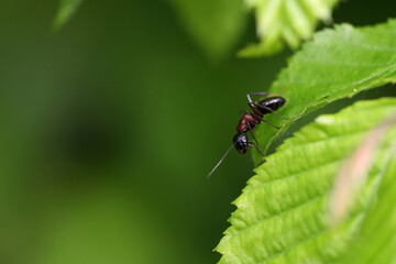 Naklejka premium The ant is crawling on the plant