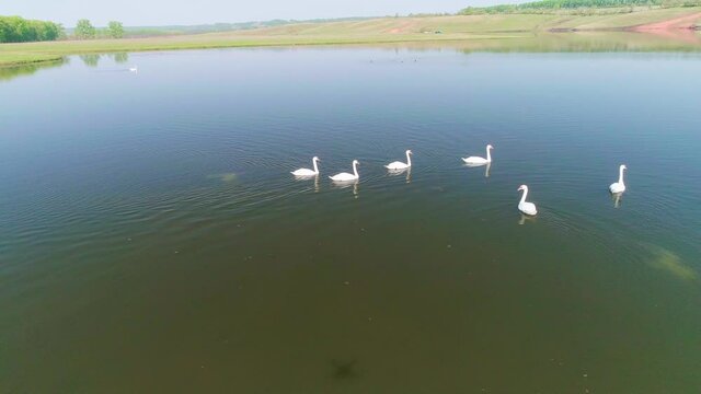 Aerial video white swans on a lake in the wild