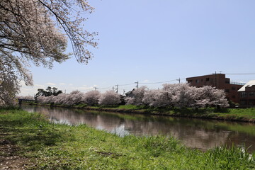 春の日本の埼玉県を流れる元荒川の河川敷に咲くソメイヨシノのサクラの花