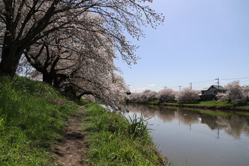 Fototapeta na wymiar 春の日本の埼玉県を流れる元荒川の河川敷に咲くソメイヨシノのサクラの花