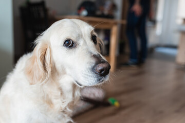 friendly white dog of golden retriever breed looking at camera with a gesture of guilt.