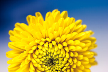 Beautiful small yellow chrysanthemum isolated on a deep blue blurry background. Macro shot of bright spring flower petals. Yellow mums flowers image. A present for Mother's Day and other holidays.