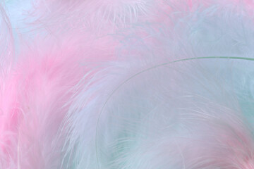 Pink and blue feathers macro blurred background