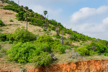 small mountain a lot of palm and cashew trees looking greenery with blue sky background. - 435058570
