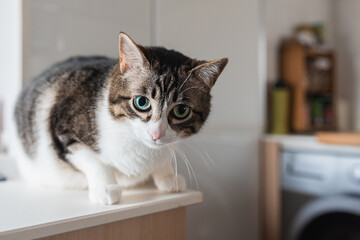 Nice goose with big blue eyes looking at camera in the kitchen of the house. animals, pets and home.