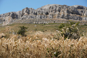 Mountain cliffs behind a wheat field