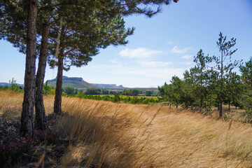 Pine trees growing on a barley field