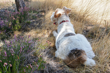 Dog resting on a barley field