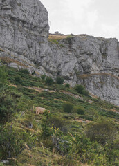 Lonely cow feeding on the mountain