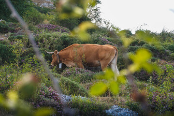 Naklejka na ściany i meble Cow grazing on the mountain
