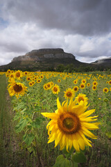 Sunflower field with a mountain in the background