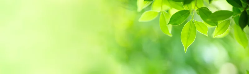Foto op Plexiglas Aard van groen blad in de tuin in de zomer. Natuurlijke groene bladeren planten gebruiken als lente achtergrond voorblad groen milieu ecologie behang © Fahkamram