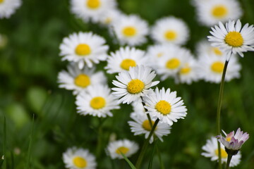 Daisies on Lawn