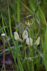 Meadow pea