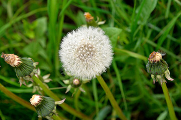 In the photo, seeds blown by the wind, a plant called dandelion growing on lawns in the village of Galiny in Masuria, Poland.