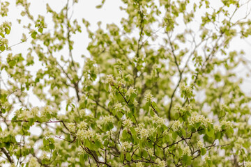 Blooming irgi. White flowers against the sky.Natural concept. A tree in flowers. Copy space. Selective focus.