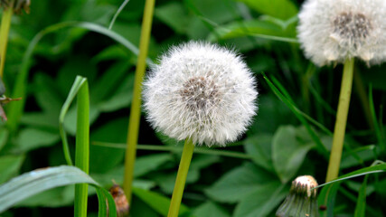 In the photo, seeds blown by the wind, a plant called dandelion growing on lawns in the village of Galiny in Masuria, Poland.