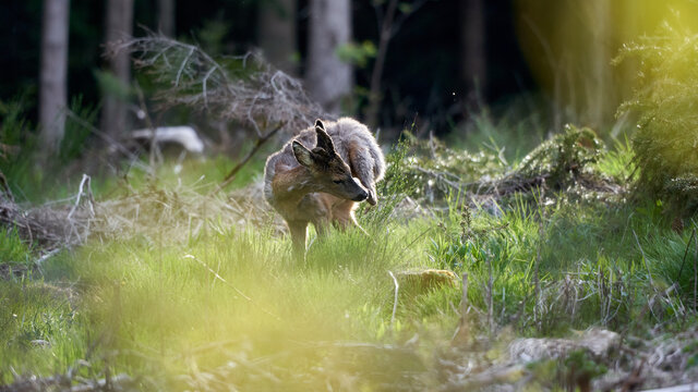 Junges Rehwild beim Pflegen