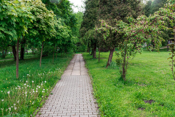 Fototapeta na wymiar Poland, Krakow, green spring park with paved footpath