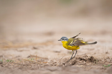 Western Yellow Wagtail	
