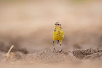 Western Yellow Wagtail	
