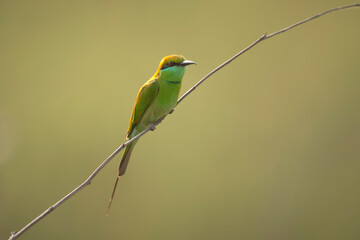 Little green bee Eater 