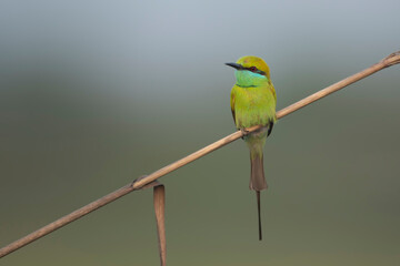 Little green bee Eater 