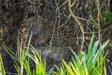 Wild Jaguar behind plants in riverbank, Pantanal, Brazil