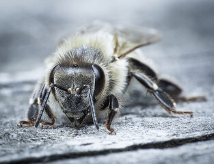 A dung beetle in a beautiful coat. 
