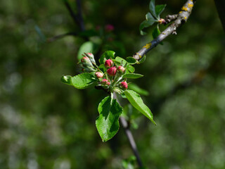 Close-up of an inflorescence of reddish apple buds at the end of a twig with young green leaves in direct sunlight.