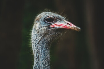 Ostrich (Struthio camelus), Beautiful close-up ostrich photo.