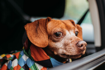 dog in car